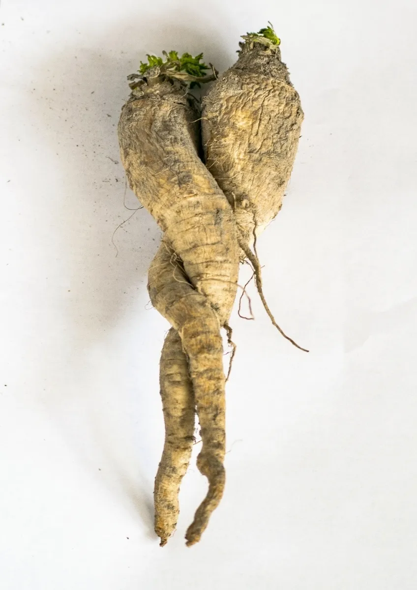 Two intertwined root vegetables resembling an embracing couple on a white background